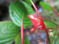 Impatiens thomensis