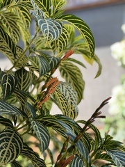 Sanchezia tigrina image