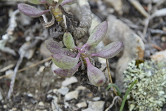 Curio crassulifolius