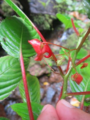 Impatiens thomensis