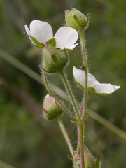 Drymocallis rupestris