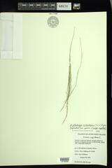 Muhlenbergia richardsonis