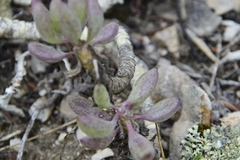 Curio crassulifolius