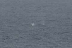 Eschrichtius robustus