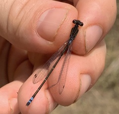 Pseudagrion hamoni