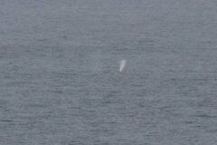 Eschrichtius robustus