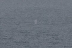 Eschrichtius robustus