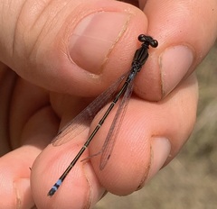 Pseudagrion hamoni