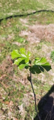 Crataegus marshallii