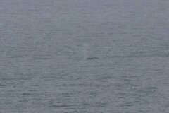 Eschrichtius robustus