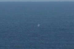 Eschrichtius robustus