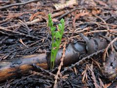 Botrychium crenulatum