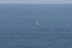 Eschrichtius robustus