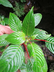 Impatiens thomensis