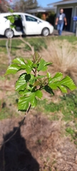 Crataegus marshallii