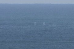 Eschrichtius robustus