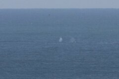 Eschrichtius robustus