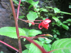 Impatiens thomensis