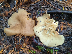 Helvella acetabulum