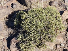 Ephedra chilensis