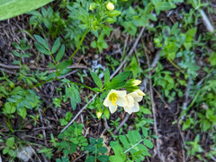 Polemonium carneum