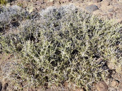 Schinus johnstonii