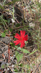 Silene laciniata