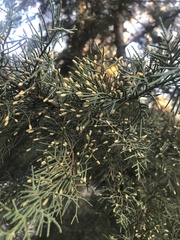 Cupressus