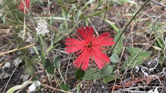 Silene laciniata
