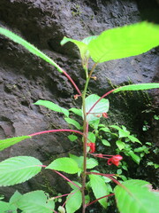 Impatiens thomensis