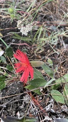 Silene laciniata