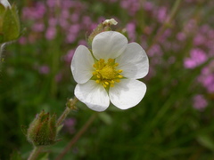 Drymocallis rupestris