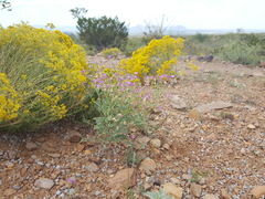 Acleisanthes chenopodioides