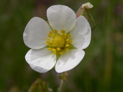 Drymocallis rupestris