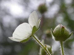 Drymocallis rupestris