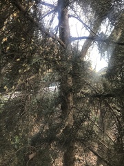 Cupressus