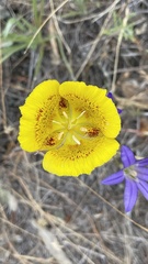 Calochortus luteus
