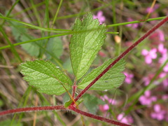 Drymocallis rupestris