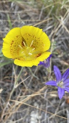 Calochortus luteus