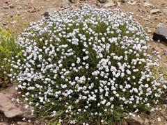 Junellia spathulata