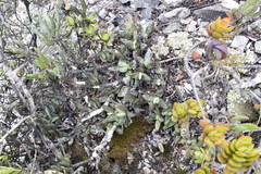 Delosperma algoense