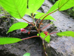 Impatiens thomensis