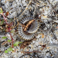 Ommatoiulus lusitanus