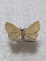 Trisateles emortualis