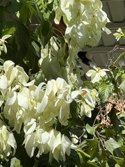 Mussaenda philippica