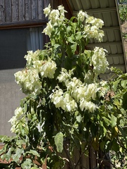 Mussaenda philippica