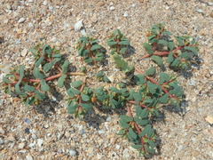 Euphorbia peplis