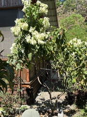 Mussaenda philippica