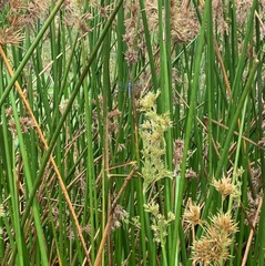 Hemistigma albipunctum