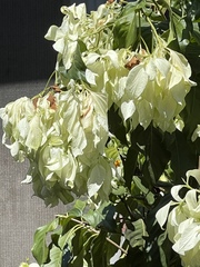 Mussaenda philippica